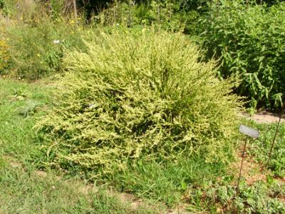 Baccharis articulata (carqueja)